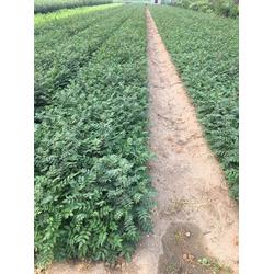 乾納瑞農(nóng)業(yè)科技 貴州花椒樹苗預(yù)售與優(yōu)質(zhì)服務(wù)